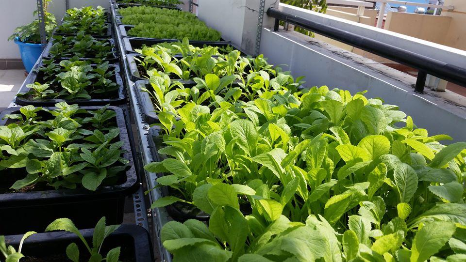 Khay nhựa trồng rau thông minh - giải pháp trồng rau đơn giản hiệu tại nhà