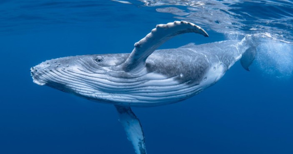Nằm mơ thấy cá voi: Giải mã chi tiết giấc mơ thấy cá voi và nên đặt cược vào con số nào?